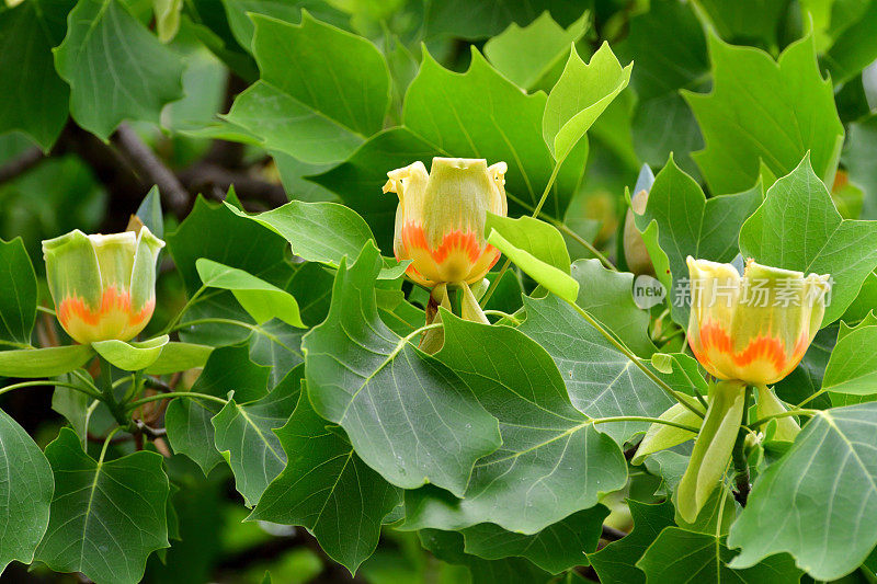 郁金香树/鹅掌楸郁金香花